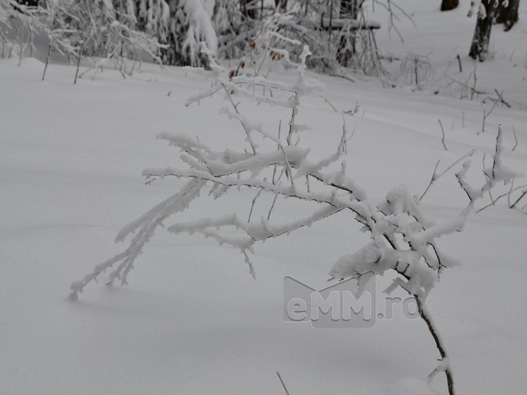 Foto: Dealul Comja - Seini, padurea Eminescu (c) eMaramures.ro - Lucian Petru Goja